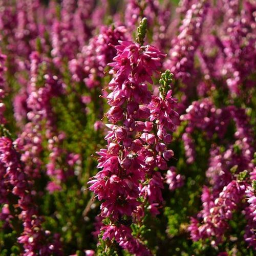 Вереск обыкновенный Аллегро/Calluna vulgaris Allegro С1