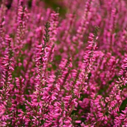 Вереск обыкновенный Марлис/Calluna vulgaris Marlies С3