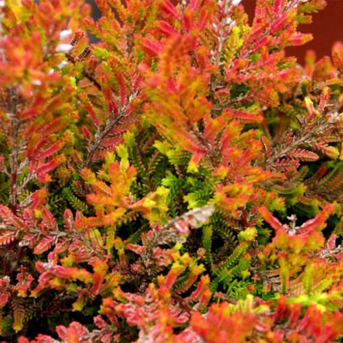Вереск обыкновенный Боскуп/Calluna vulgaris Boskoop С3