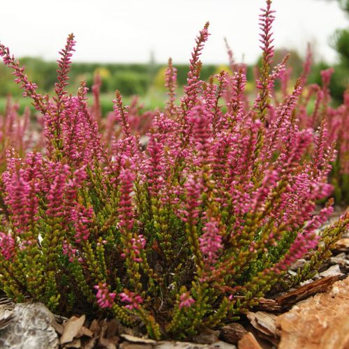 Вереск обыкновенный Купреа/Calluna vulgaris Cuprea С3