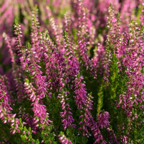 Вереск обыкновенный Даркнесс/Calluna vulgaris Darkness С3