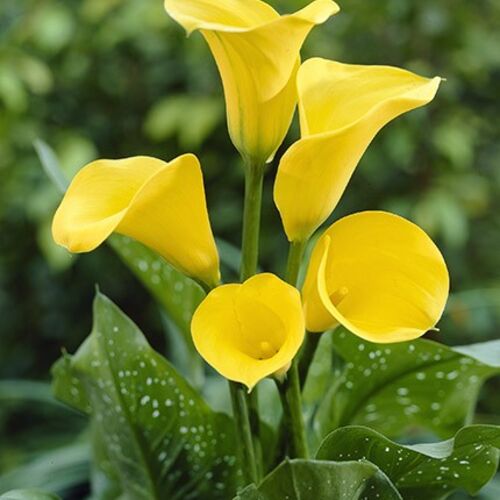 Калла Реманни Йеллоу Квин/Calla rehmannii Yellow Queen
