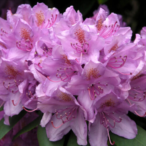 Рододендрон катевбинский Борсаулт/Rododendron-katevbinskij Boursault С7,5