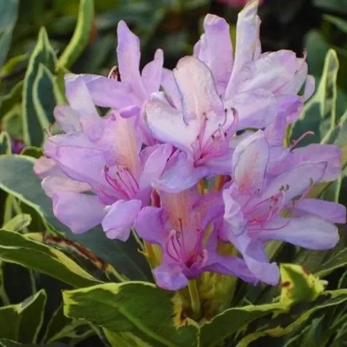 Рододендрон понтийский Вариегатум/Rododendron pontiyskiy Variegatum С7,5