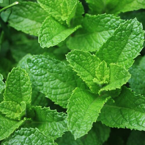 Мята Casablanca /Mentha Casablanca Р1,5