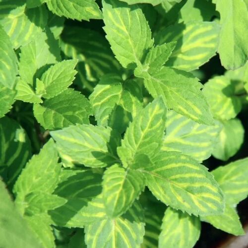 Мята Ginger/Mentha Ginger Р1,5