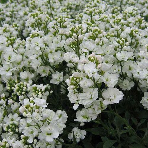 Арабис альпийский Флоре Плена/Arabis alpina Flore Plena С2