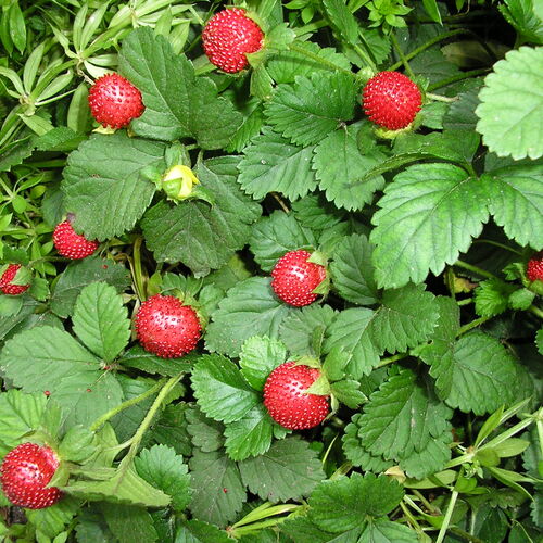 Дюшенея индийская/Duchesnea indica С2
