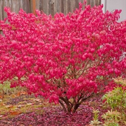 Бересклет европейский Ред Каскад/Euonymus europaeus Red Cascade С2