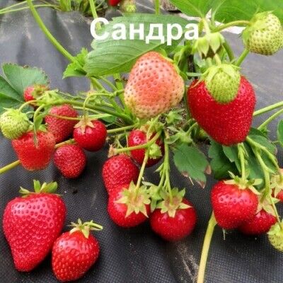 Земляника садовая Сандра Р9