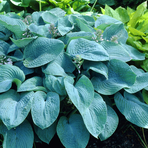 Хоста Зибольда/Hosta sieboldiana С3