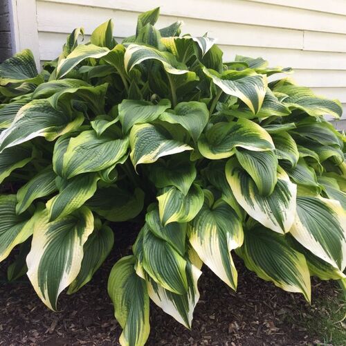 Хоста гибридная Ауреомаргината/Hosta hybrid Aureomarginata С3