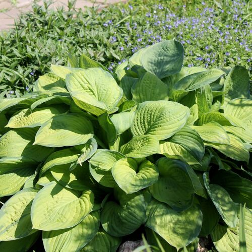 Хоста гибридная Эмералд Тиара/Hosta hybrid Emerald Tiara С3