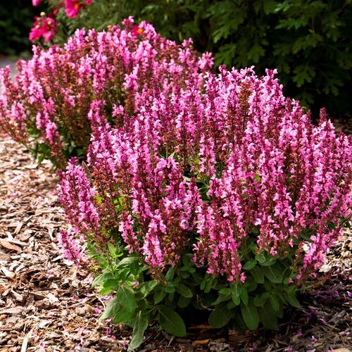 Шалфей (сальвия) дубравный Сенсейшн Дип Роуз/Salvia nemorosa Sensation Deep Rose С3