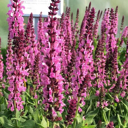 Шалфей (сальвия) дубравный Куин Дворф Роуз/Salvia nemorosa Queen Dwarf  Rose С3