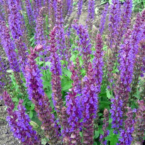 Шалфей (сальвия) дубравный Остфрисланд/Salvia nemorosa Ostfriesland С3
