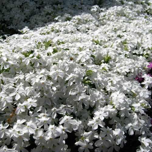 Флокс шиловидный (белый)/Phlox subulata С3