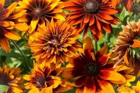 Рудбекия волосистая Чероки Сансет/Rudbeckia hirta Cherokee Sunset Р1,5