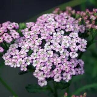 Тысячелистник обыкновенный Эндинг Блю/Achillea millefolium Ending Blue Р1,5