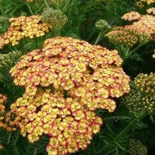 Тысячелистник обыкновенный Триколор/Achillea millefolium Tricolor Р1,5