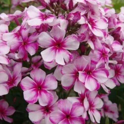 Флокс метельчатый Неон Флер Блю/Phlox paniculata Neon Flare Blue Р1,5