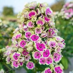 Флокс метельчатый Орхид Йеллоу/Phlox paniculata Orchid Yellow Р1,5