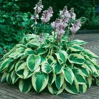 Хоста гибридная Уайт Брим/Hosta hybrid Wide Brim Р1,5