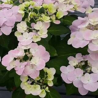 Гортензия гибридная Френч Болеро Пинк/Hydrangea scandens French Bolero Pink С3