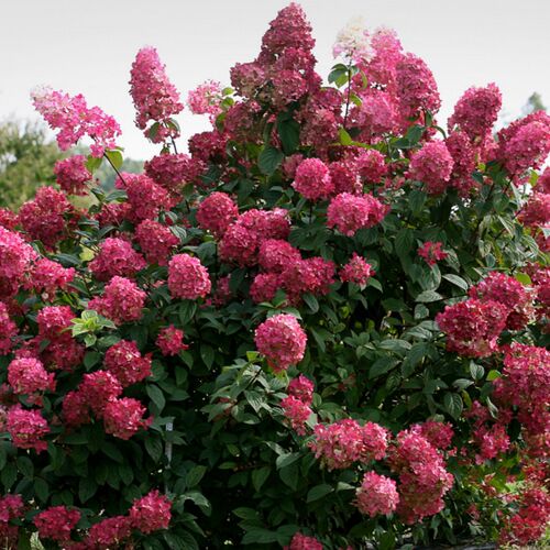 Гортензия метельчатая Вимс Ред/Hydrangea paniculata Wim's Red 10-20 С3