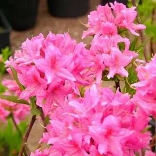 Рододендрон листопадный  Рози Лайтс/Rhododendron luteum Rosy lights С5