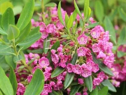 Кальмия узколистная/Kalmia angustifolia С3