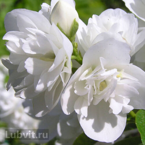Чубушник Лемуана (гибридный) Снежная буря/Philadelphus × lemoinei Snezhnaja Burja 150-200