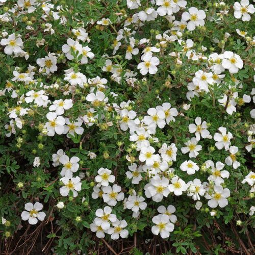 Лапчатка кустарниковая Абботсвуд/Potentilla fruticosa Abbotswood С3