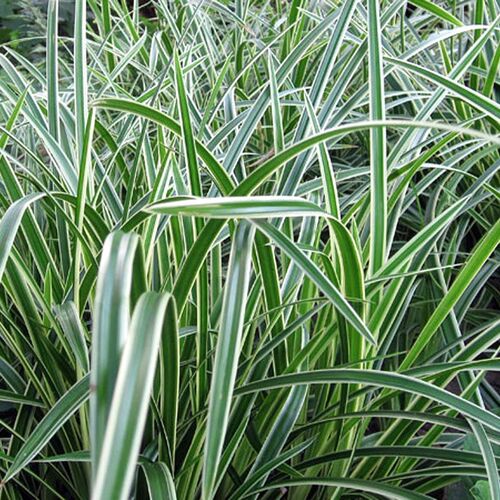 Осока Морроу Ауреовариегата/Carex morrowii Aureovariegatа С2