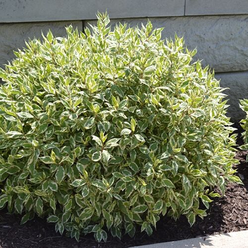 Дерен белый Айвори Хало/Cornus albа Ivory Halo (М)