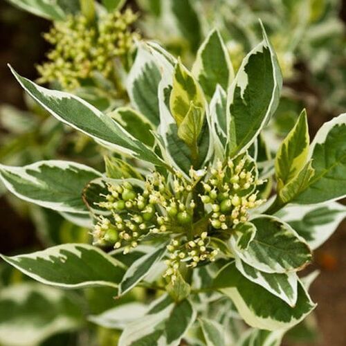 Дерен отпрысковый Уайт Голд/Cornus stolonifera White Gold (М)
