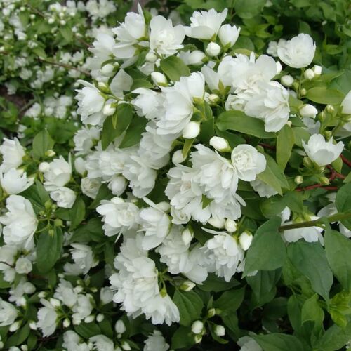 Чубушник венечный Горностаевая Мантия/Philadelphus coronarius Manteau d’Hermine (М)