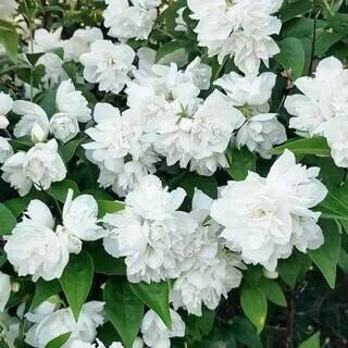 Чубушник гибридный Жемчуг/Philadelphus Margarita (М)