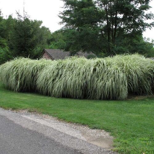 Мискантус китайский Вариегата/Miscanthus sinensis Variegata С2