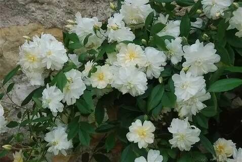 Чубушник венечный Сноу Гуз/Philadelphus coronarius Snowgoose (М)
