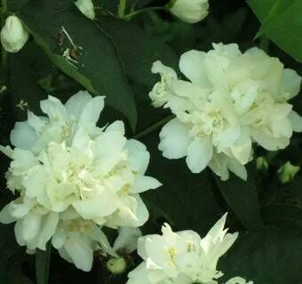 Чубушник венечный Память о Вехове Philadelphus coronarius Pamjatj o Vekhove (М)