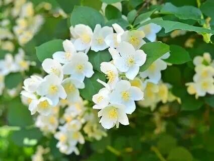 Чубушник гибридный Бялы Каже/Philadelphus Bialy Karzel С3