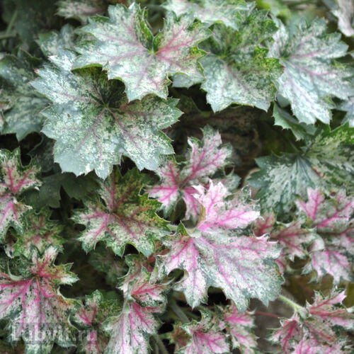 Гейхера гибридная Дью Дропс/Heuchera hybrid Dew Drops Р1,5