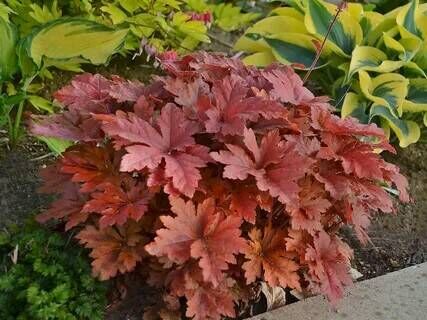 Гейхерелла гибридная Хопскотч/Heucherella hybrid Hopscotch Р1,5
