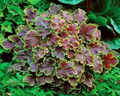 Гейхерелла гибридная Солар Эклипс/Heucherella hybrid Solar eclipse Р1,5