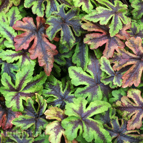 Тиарелла гибридная Джиперс Криперс/Tiarella hybride Jeepers Creepers Р1,5