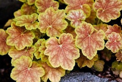 Гейхера гибридная Тирамису/Heuchera hybrid Tiramisu Р1,5