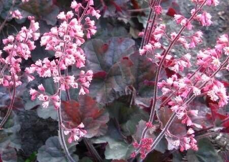 Гейхера гибридная Касис/Heuchera hybrid Cassis Р1,5