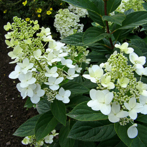Гортензия метельчатая Матильда/Hydrangea paniculata Mathilde 40-60 С7,5 СП