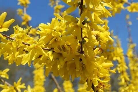 Форзиция промежуточная (средняя) Спектабилис/Forsythia Intermedia Spectabilis 40-60 С7,5